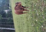 9 month old 50% South Poll bull calf. Registered once sire verified.