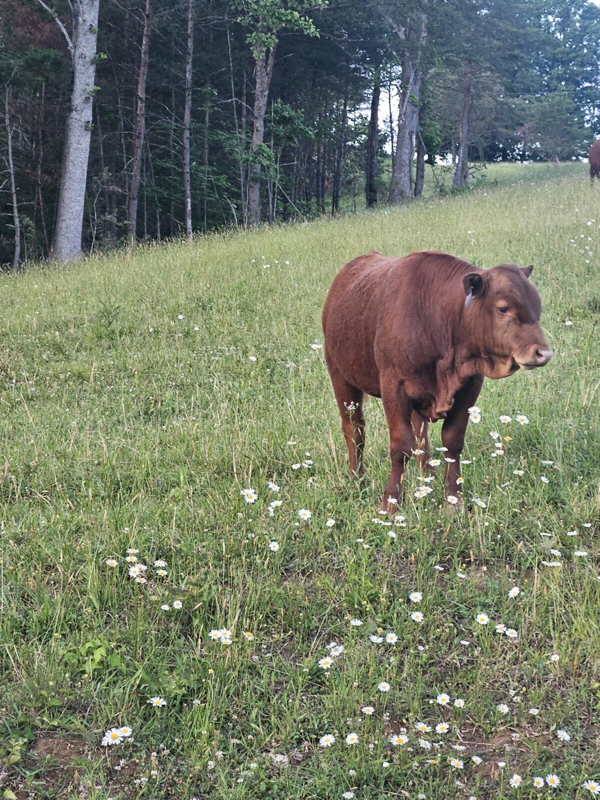 9 month old 50% South Poll bull calf. Registered once sire verified.