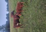 9 month old 50% South Poll bull calf. Registered once sire verified.