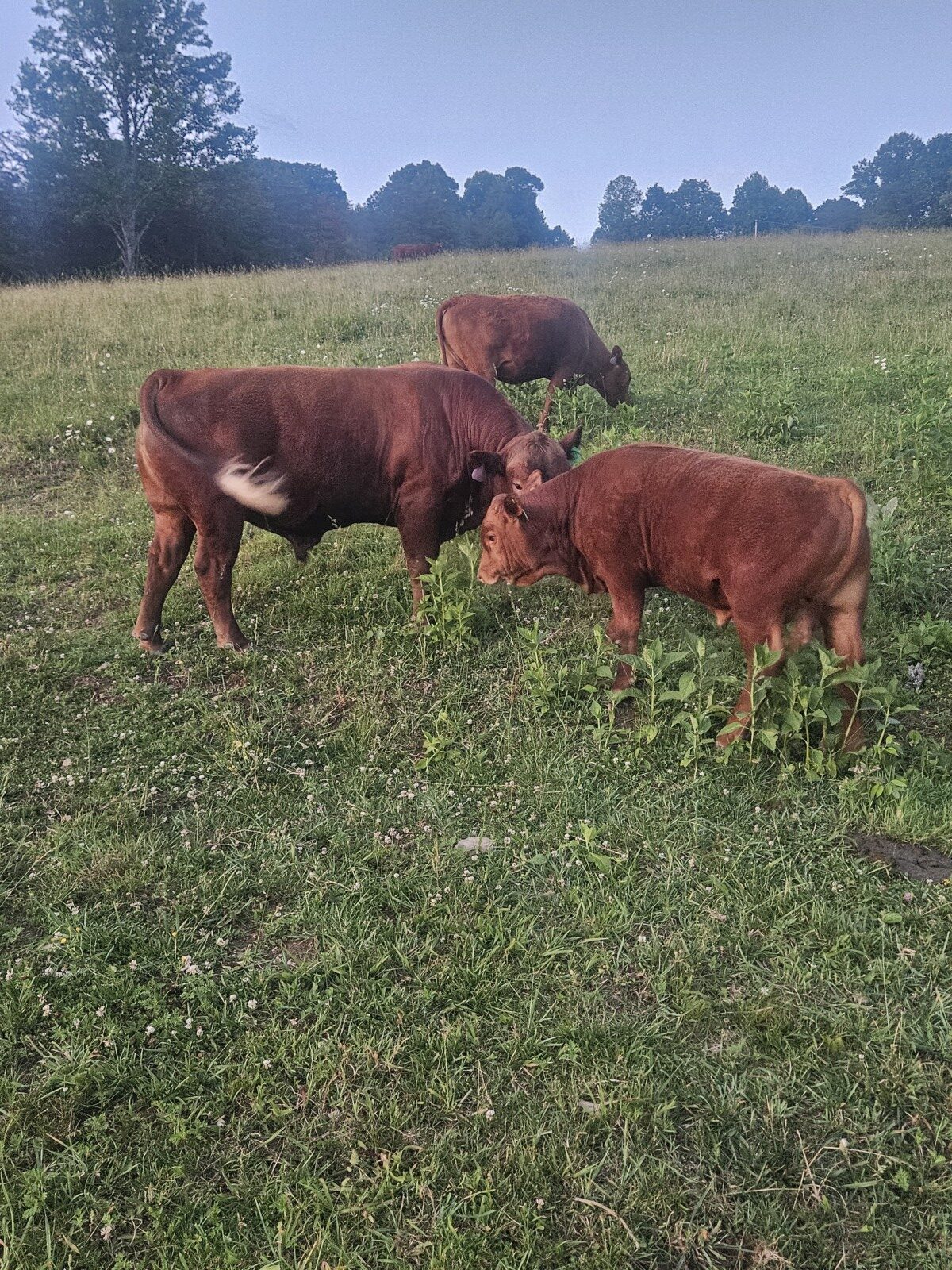 9 month old 50% South Poll bull calf. Registered once sire verified.