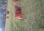 9 month old 50% South Poll bull calf. Registered once sire verified.