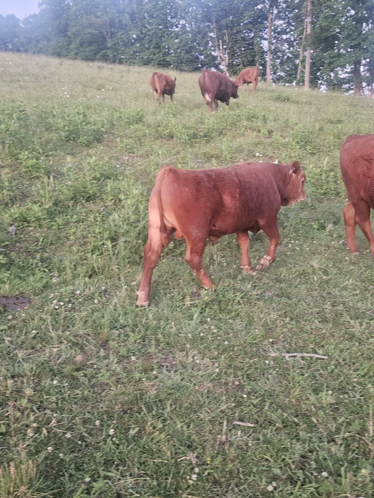 9 month old 50% South Poll bull calf. Registered once sire verified.