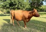 4 year old proven 50% Registered South Poll Cows for sale with bull calves