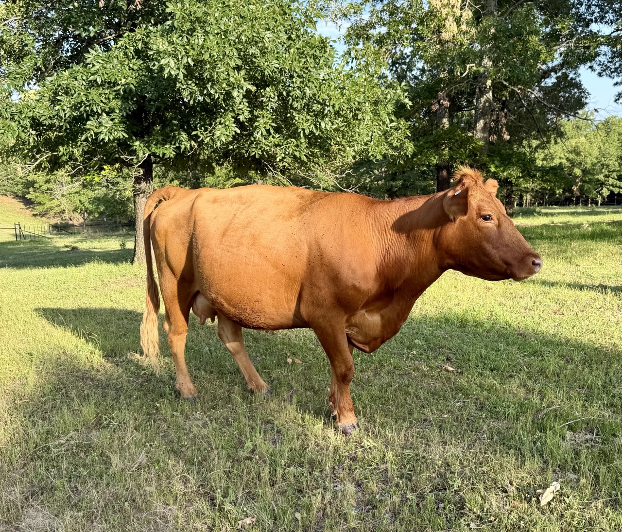 4 year old proven 50% Registered South Poll Cows for sale with bull calves