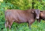 Registered Purebred Bull 3 Yr Old 5440 Son