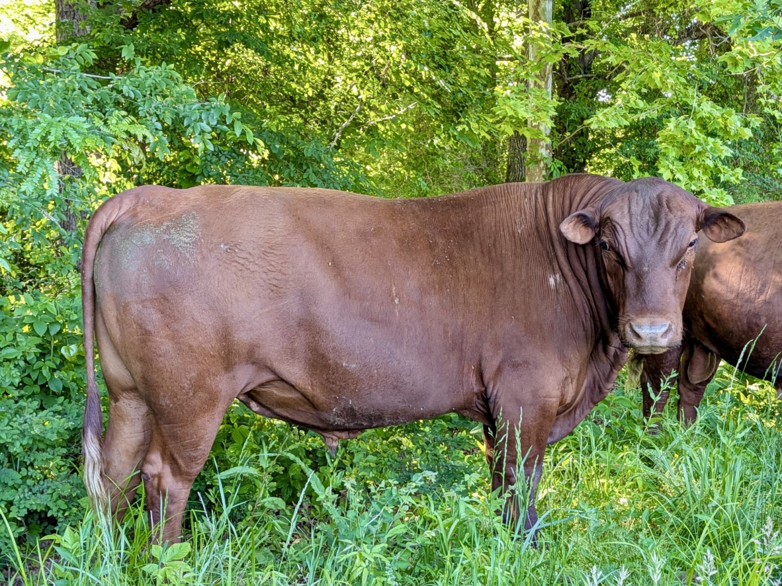 Registered Purebred Bull 3 Yr Old 5440 Son