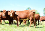 FULL BLOOD SOUTH POLL HEIFER
