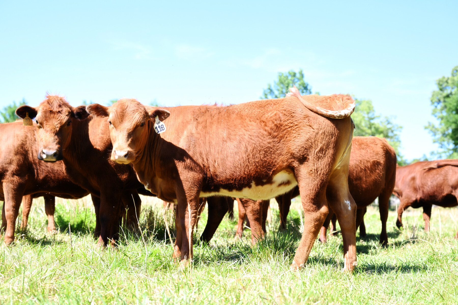 FULL BLOOD SOUTH POLL HEIFER