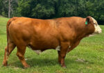 Ultra 4M Female Sexed Semen – Bull 1907