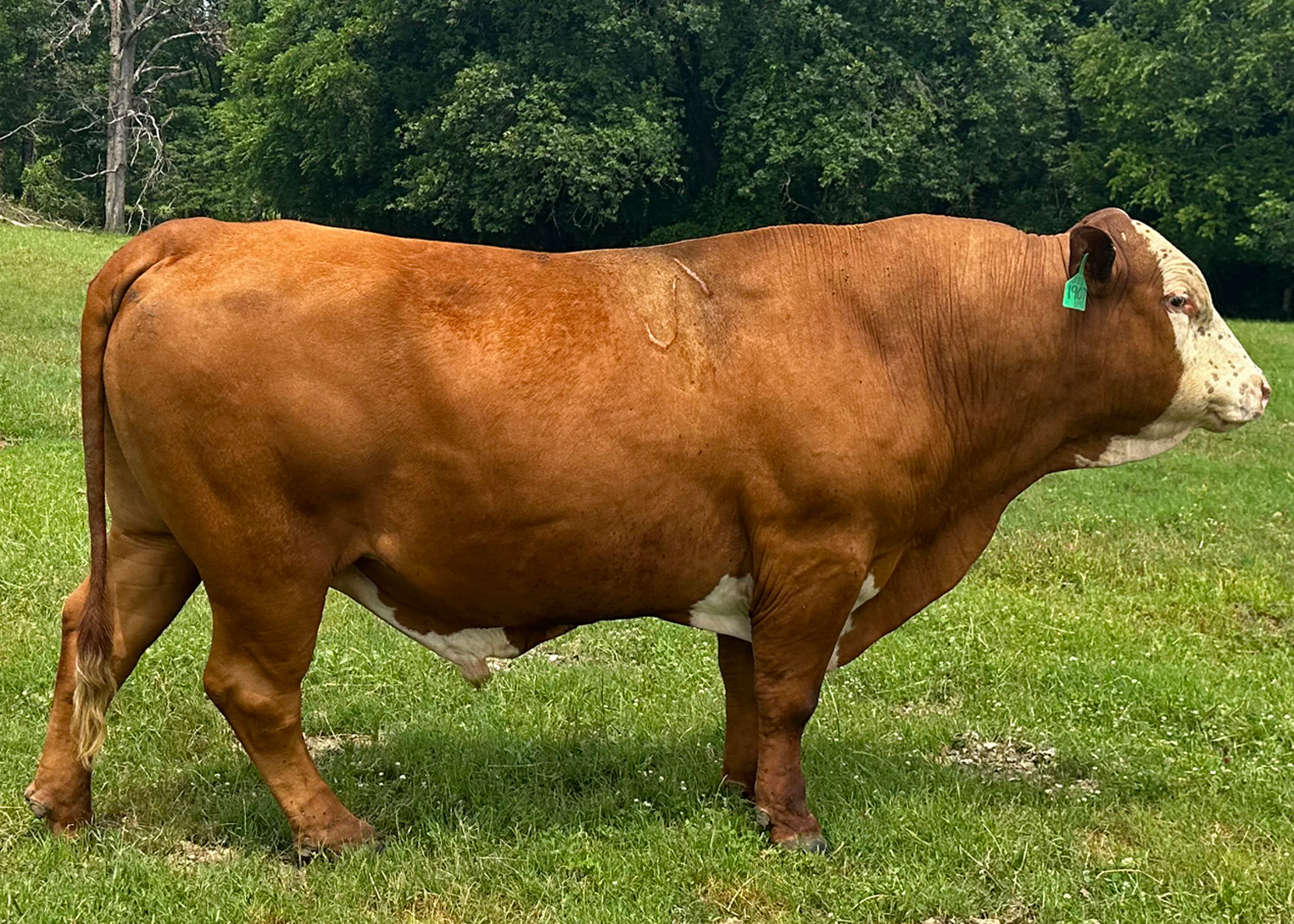 Ultra 4M Female Sexed Semen – Bull 1907