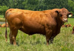 Ultra 4M Female Sexed Semen – Bull 1948