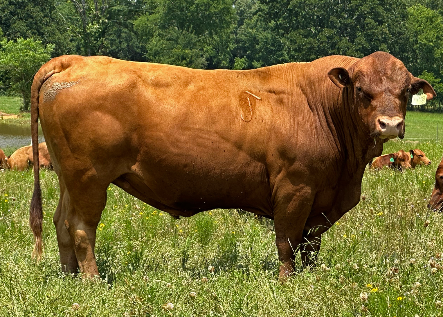 Ultra 4M Female Sexed Semen – Bull 1948