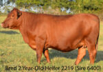 Ultra 4M Female Sexed Semen – Bull 6400