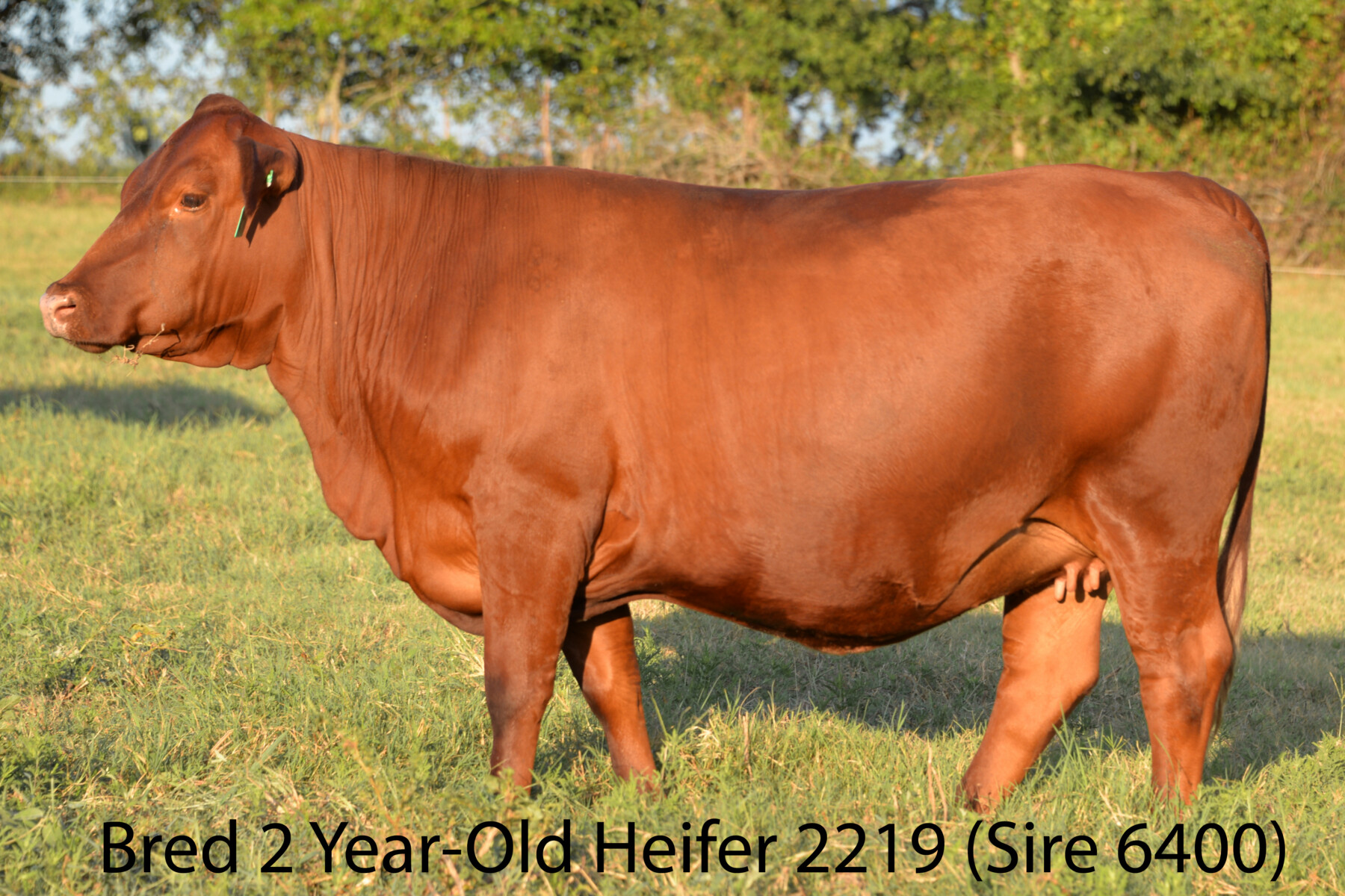 Ultra 4M Female Sexed Semen – Bull 6400