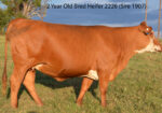 Ultra 4M Female Sexed Semen – Bull 1907