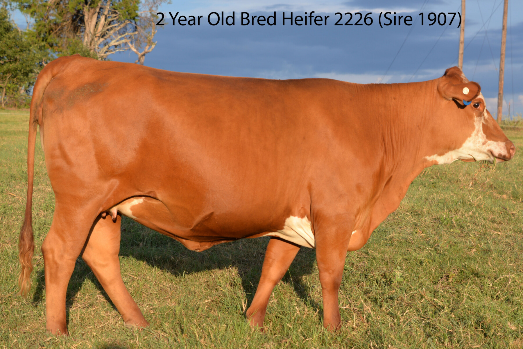 Ultra 4M Female Sexed Semen – Bull 1907