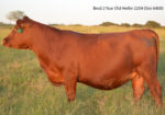 Ultra 4M Female Sexed Semen – Bull 6400