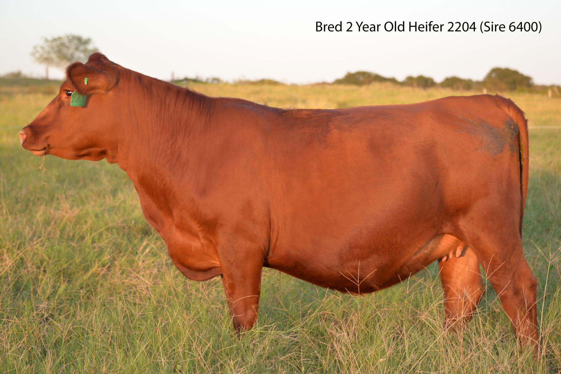 Ultra 4M Female Sexed Semen – Bull 6400