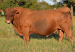 Ultra 4M Female Sexed Semen – Bull 6400