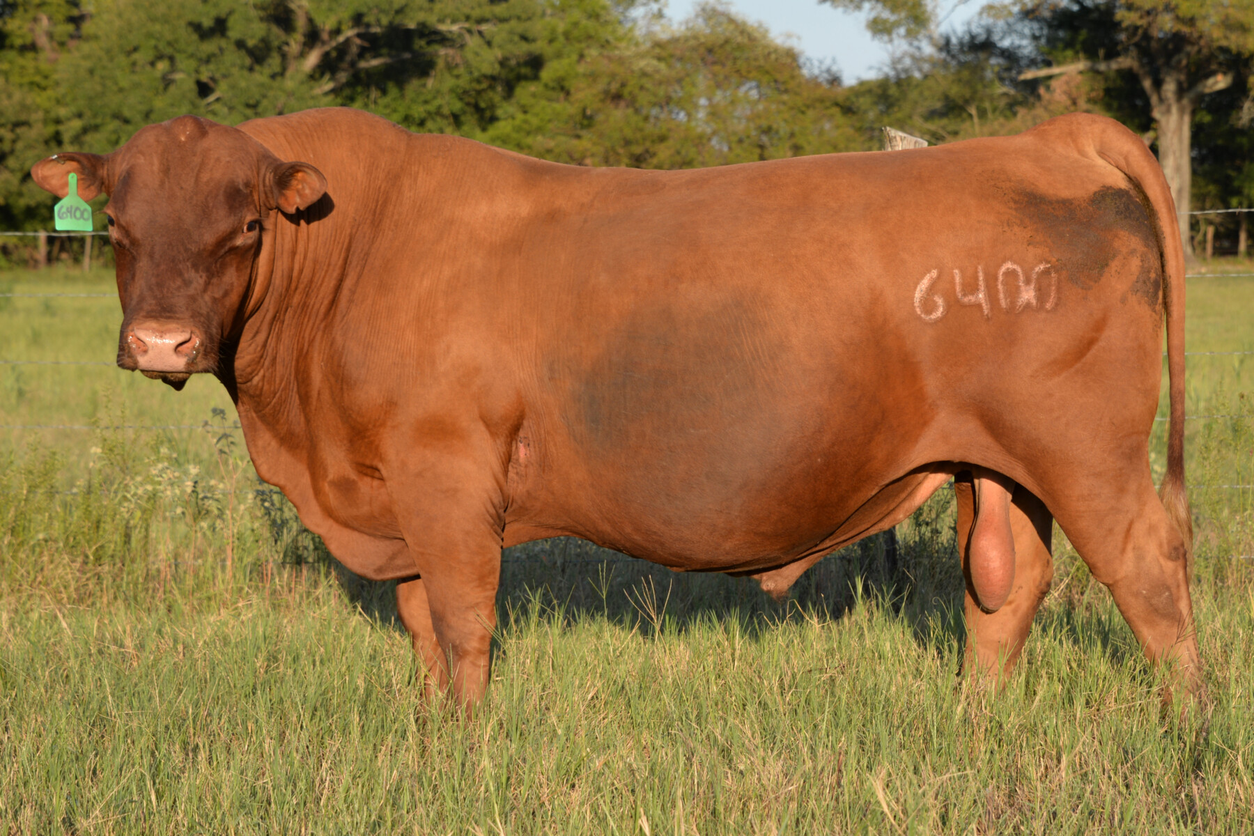 Ultra 4M Female Sexed Semen – Bull 6400