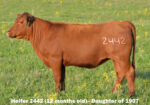 Ultra 4M Female Sexed Semen – Bull 1907