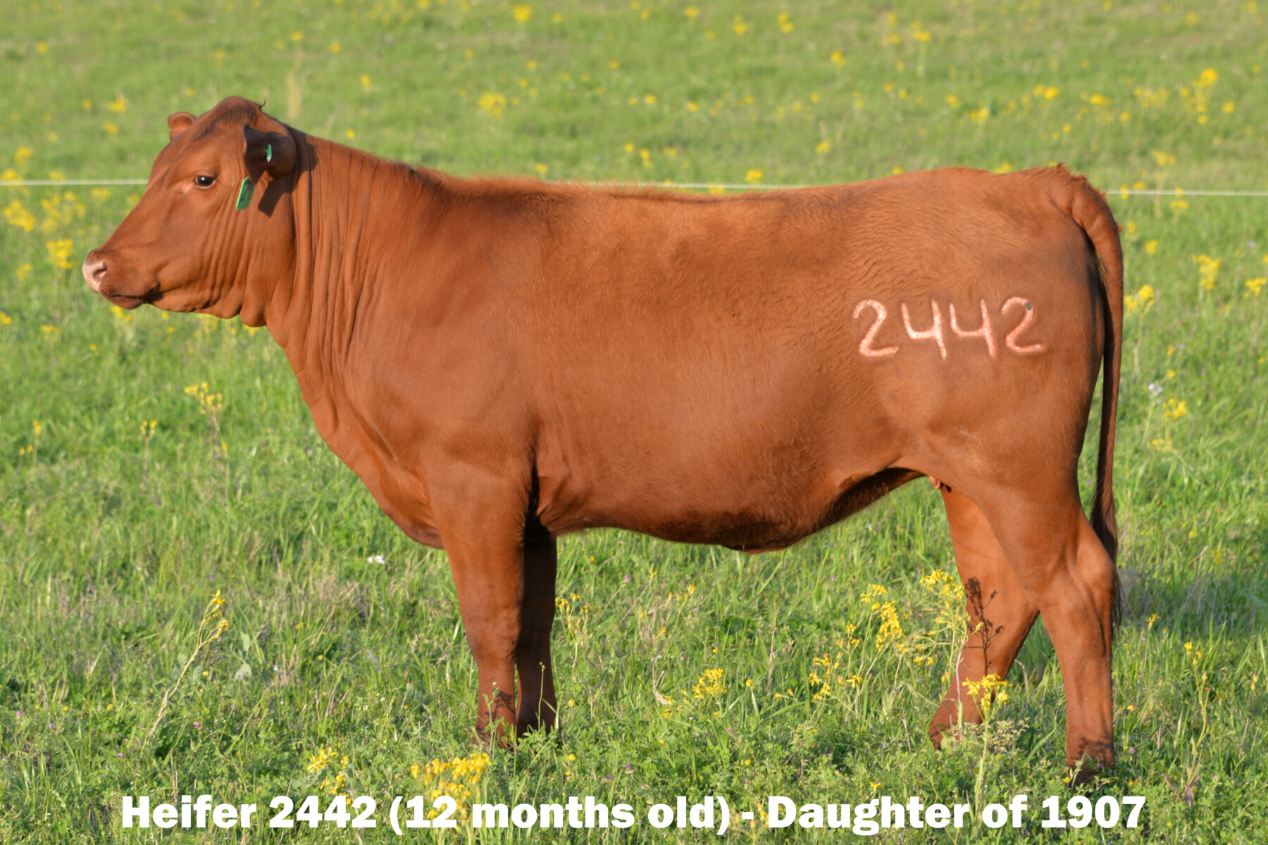 Ultra 4M Female Sexed Semen – Bull 1907