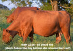 Ultra 4M Female Sexed Semen – Bull 1948