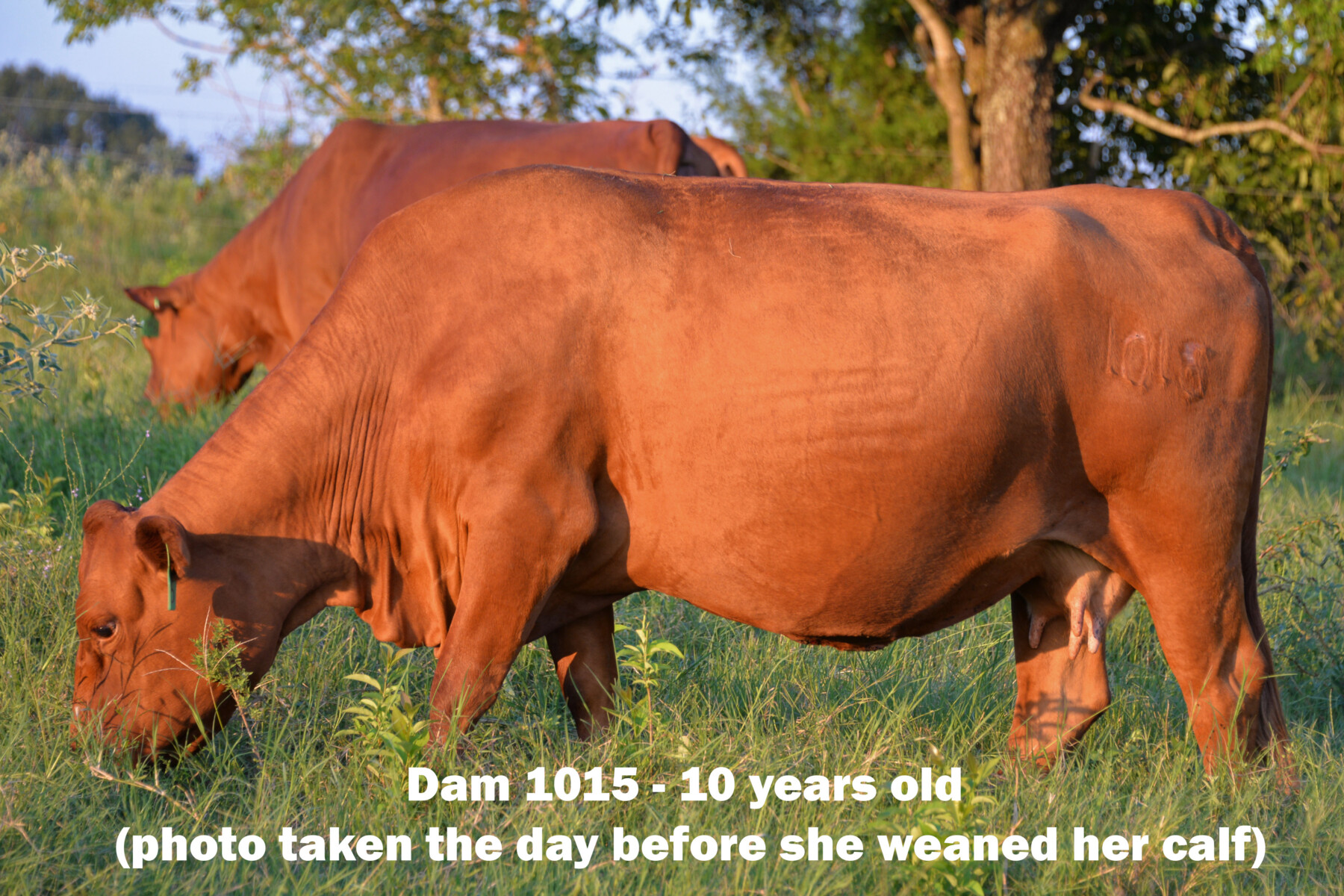 Ultra 4M Female Sexed Semen – Bull 1948
