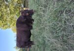 3 year old registered purebred