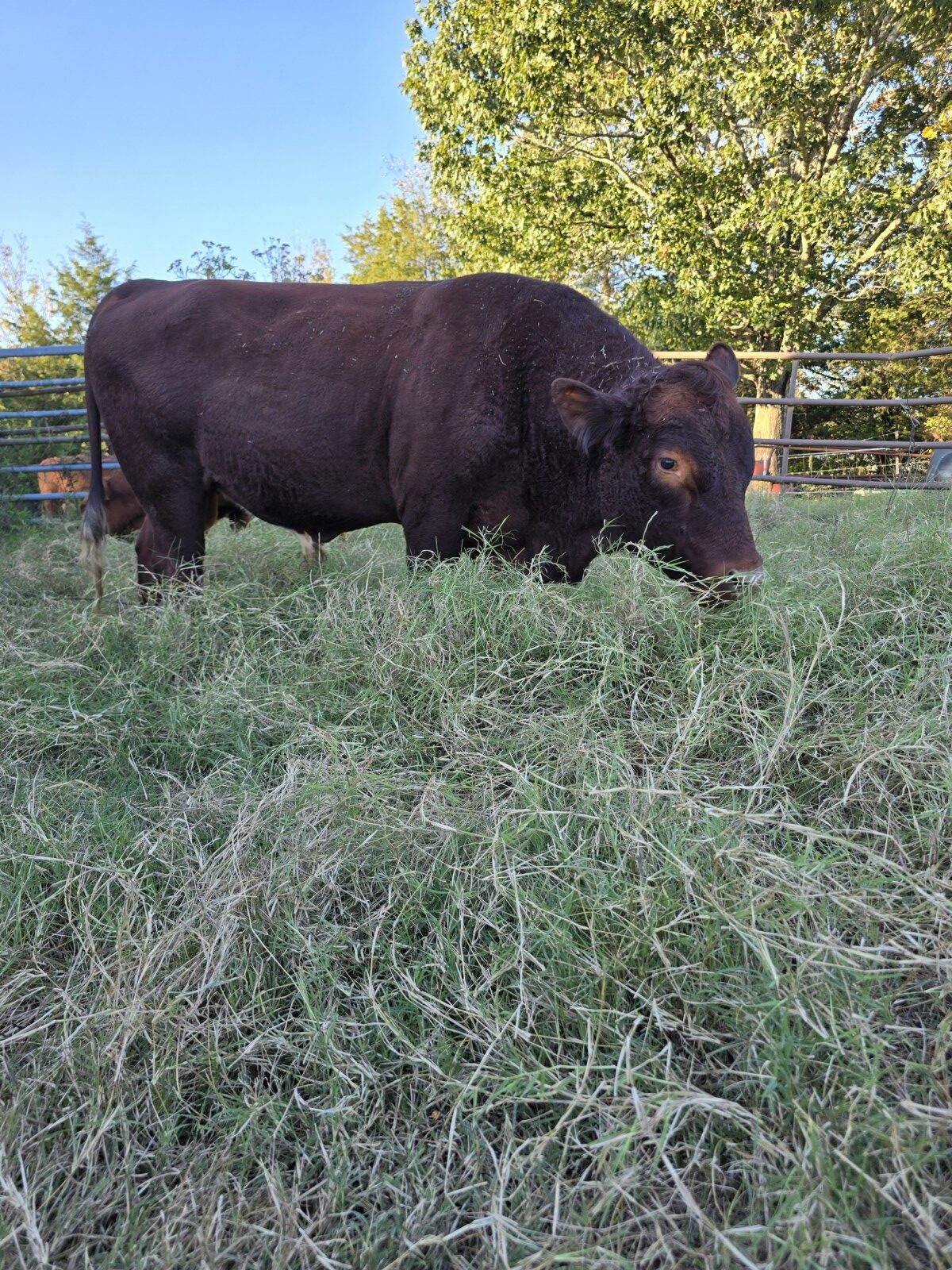 3 year old registered purebred
