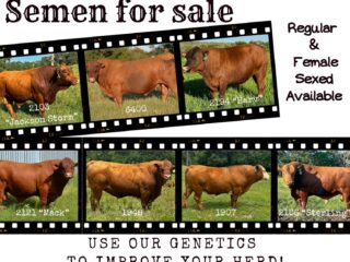 2026-05-Semen-Film-Photo-Collage