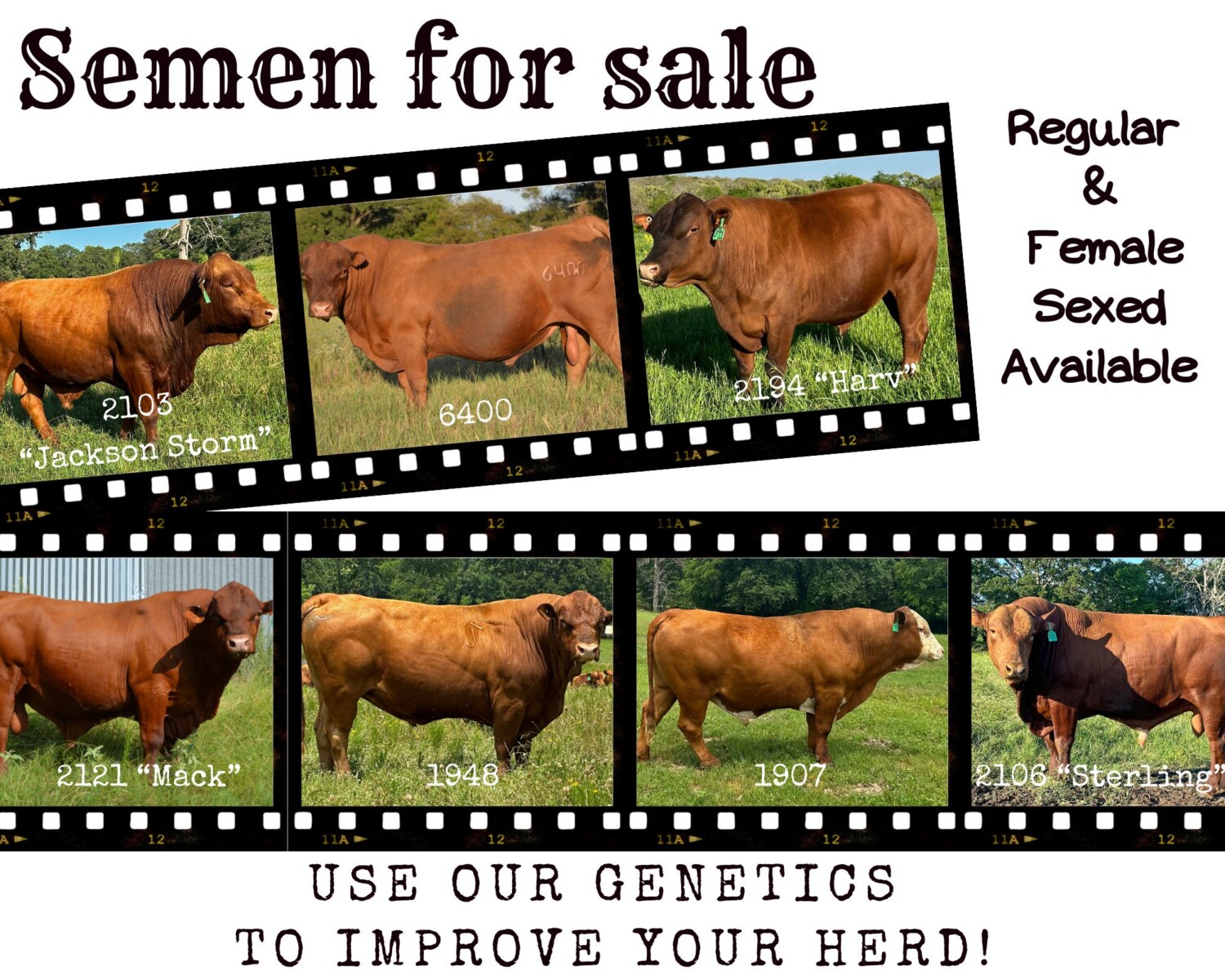 Conventional Semen Available – Multiple Bulls