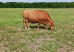 More Herd Builder Prospects