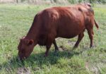 More Herd Builder Prospects