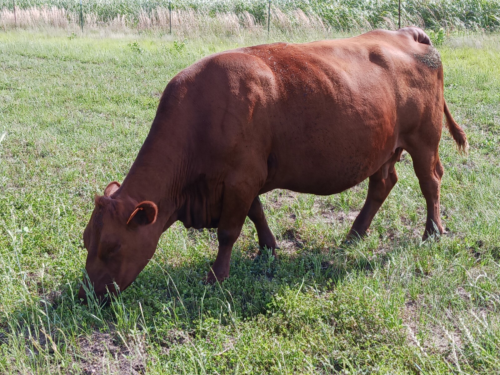 More Herd Builder Prospects