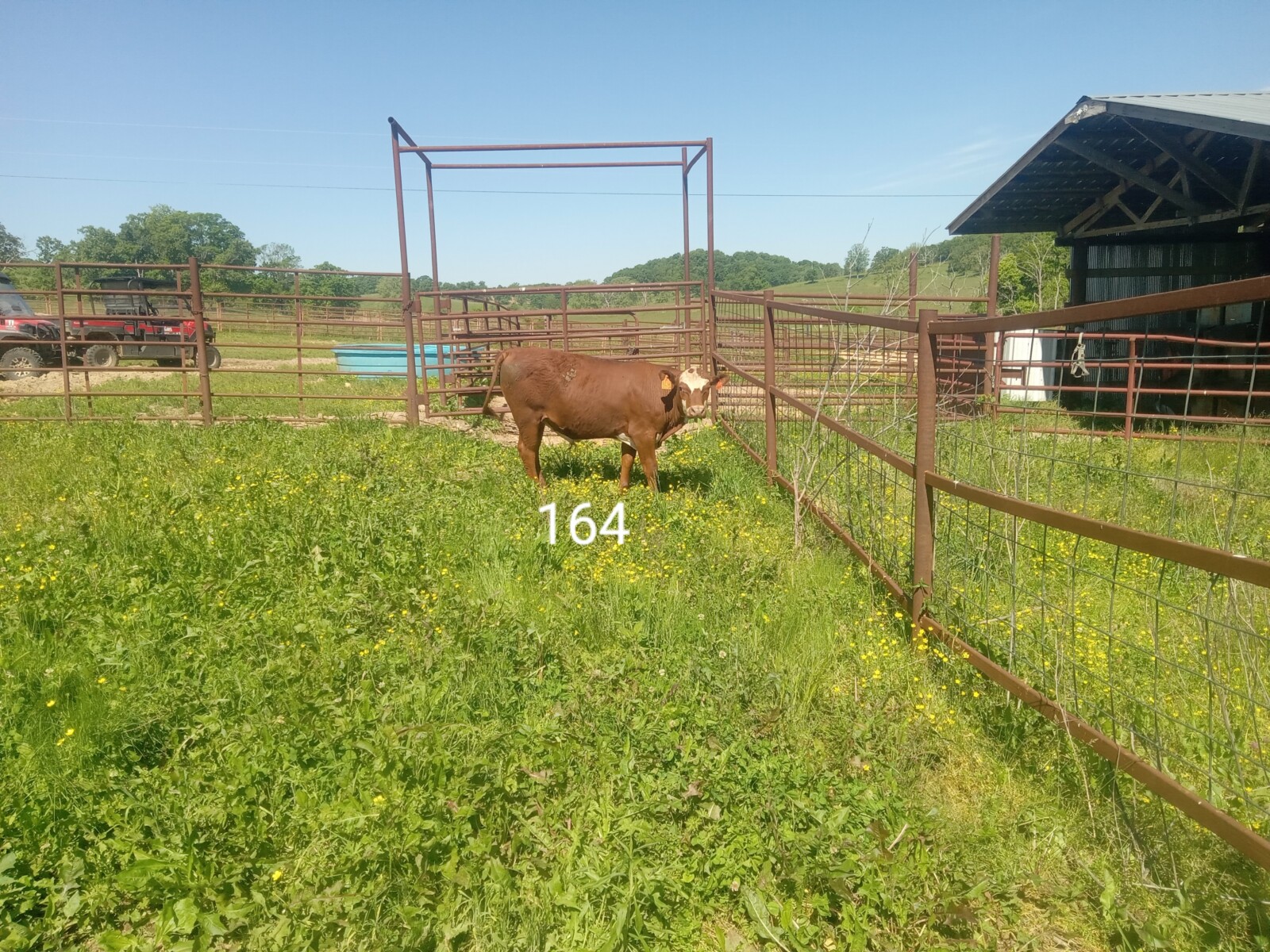 South Poll Bulls from Forward T Farms