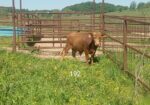 South Poll Bulls from Forward T Farms