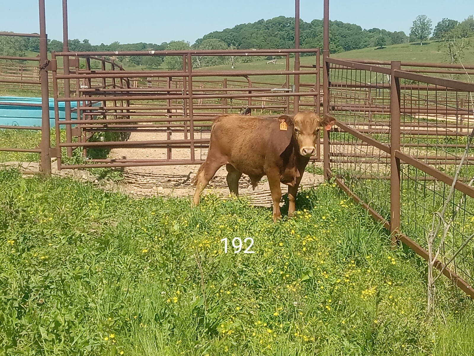 South Poll Bulls from Forward T Farms