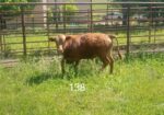 South Poll Bulls from Forward T Farms