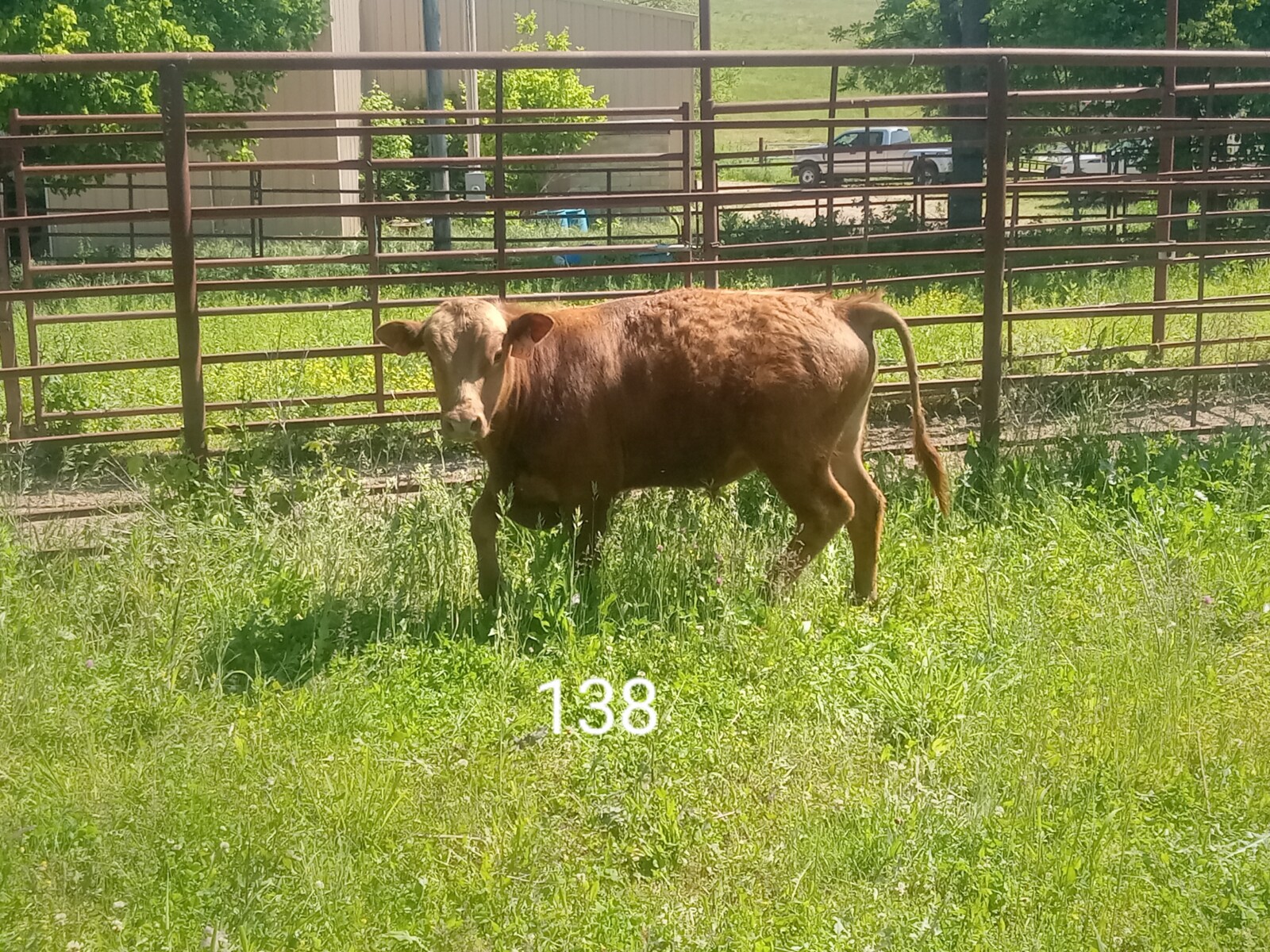 South Poll Bulls from Forward T Farms