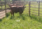 South Poll Bulls from Forward T Farms