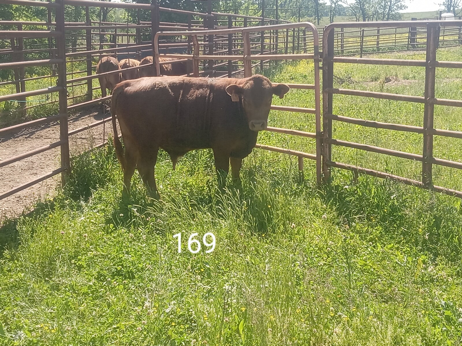 South Poll Bulls from Forward T Farms