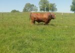 South Poll Bulls from Forward T Farms