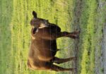 Unregistered yearling Bulls