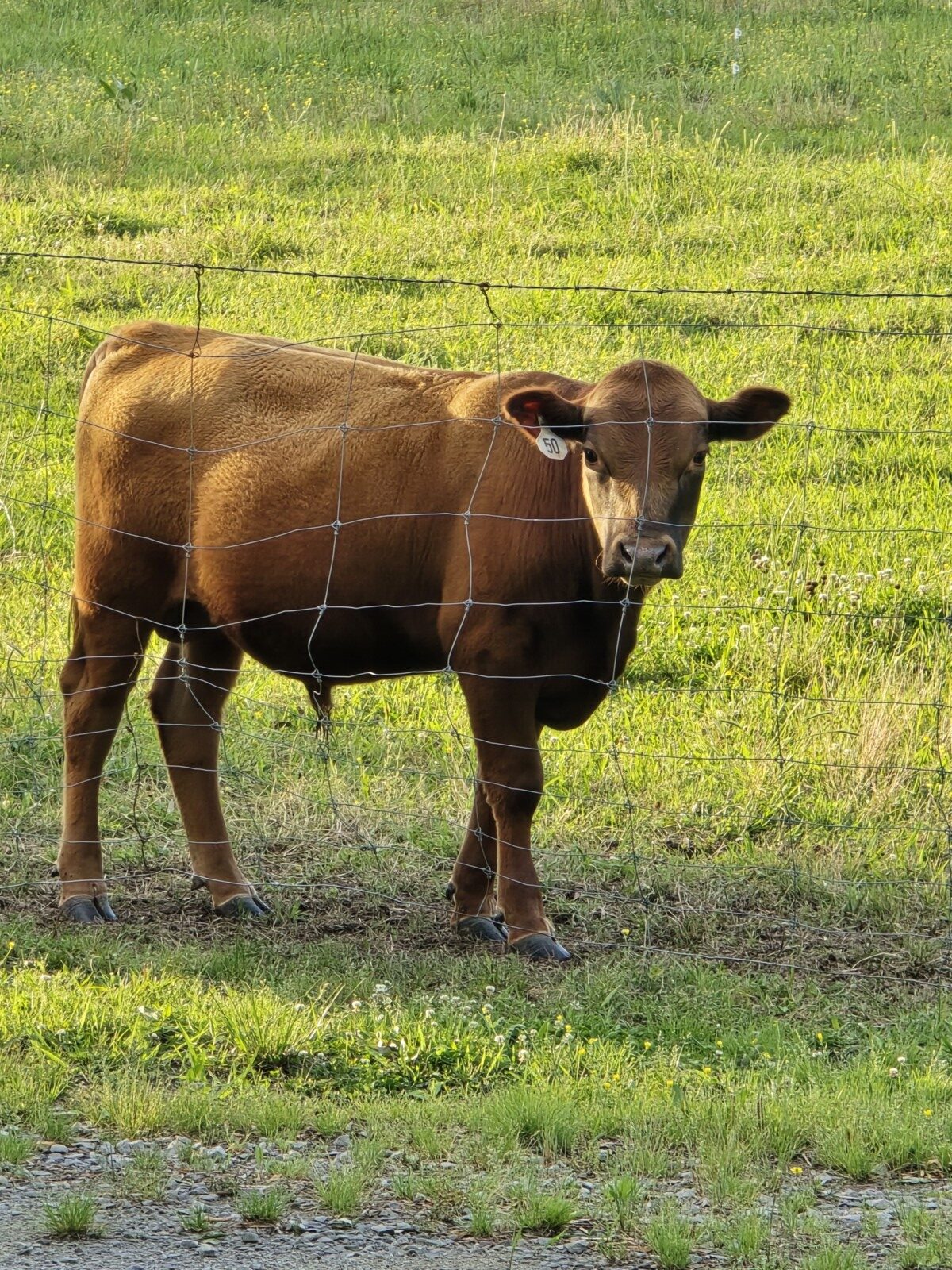 Unregistered yearling Bulls