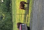 Unregistered yearling Bulls