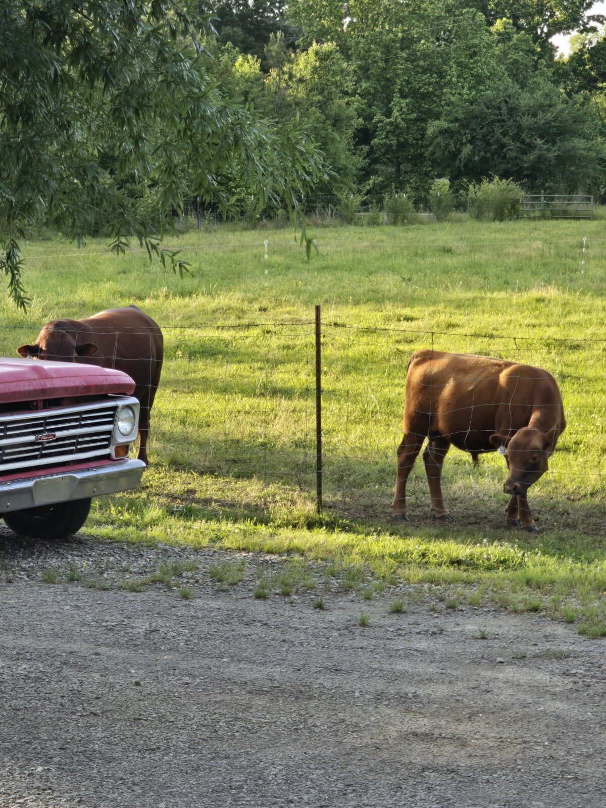 Unregistered yearling Bulls