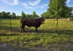 3 year old registered purebred