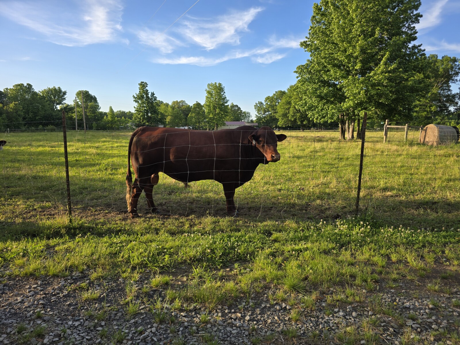 3 year old registered purebred