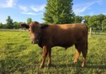 Unregistered yearling Bulls